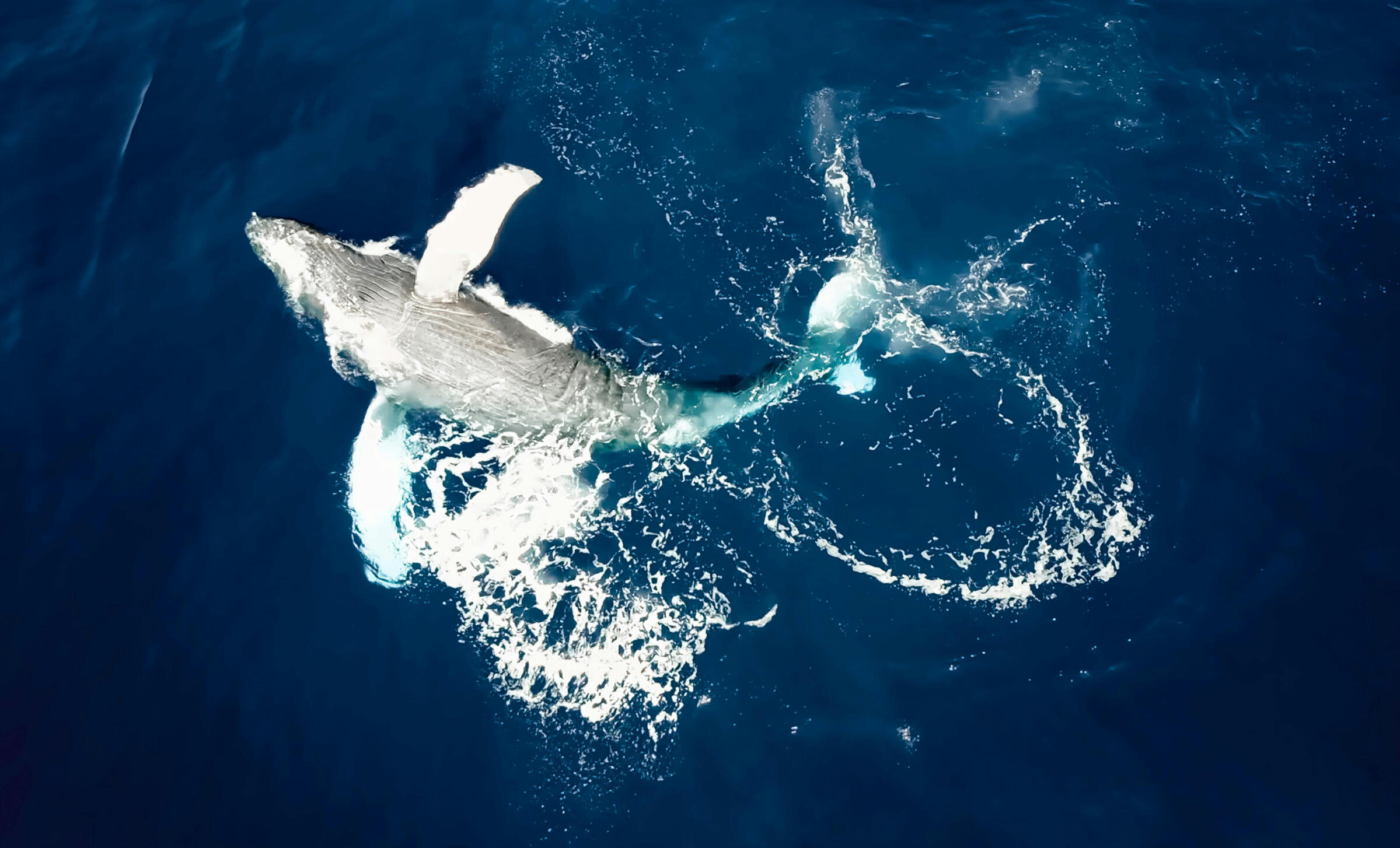 navegar cómodamente en un barco seguro y estable desde ibiza o formentera en un barco eco-friendly descubriendo las mejores playas y cuevas submarinas con muchas actividades incluidas que respetan la naturaleza y el comercio y cultura local.