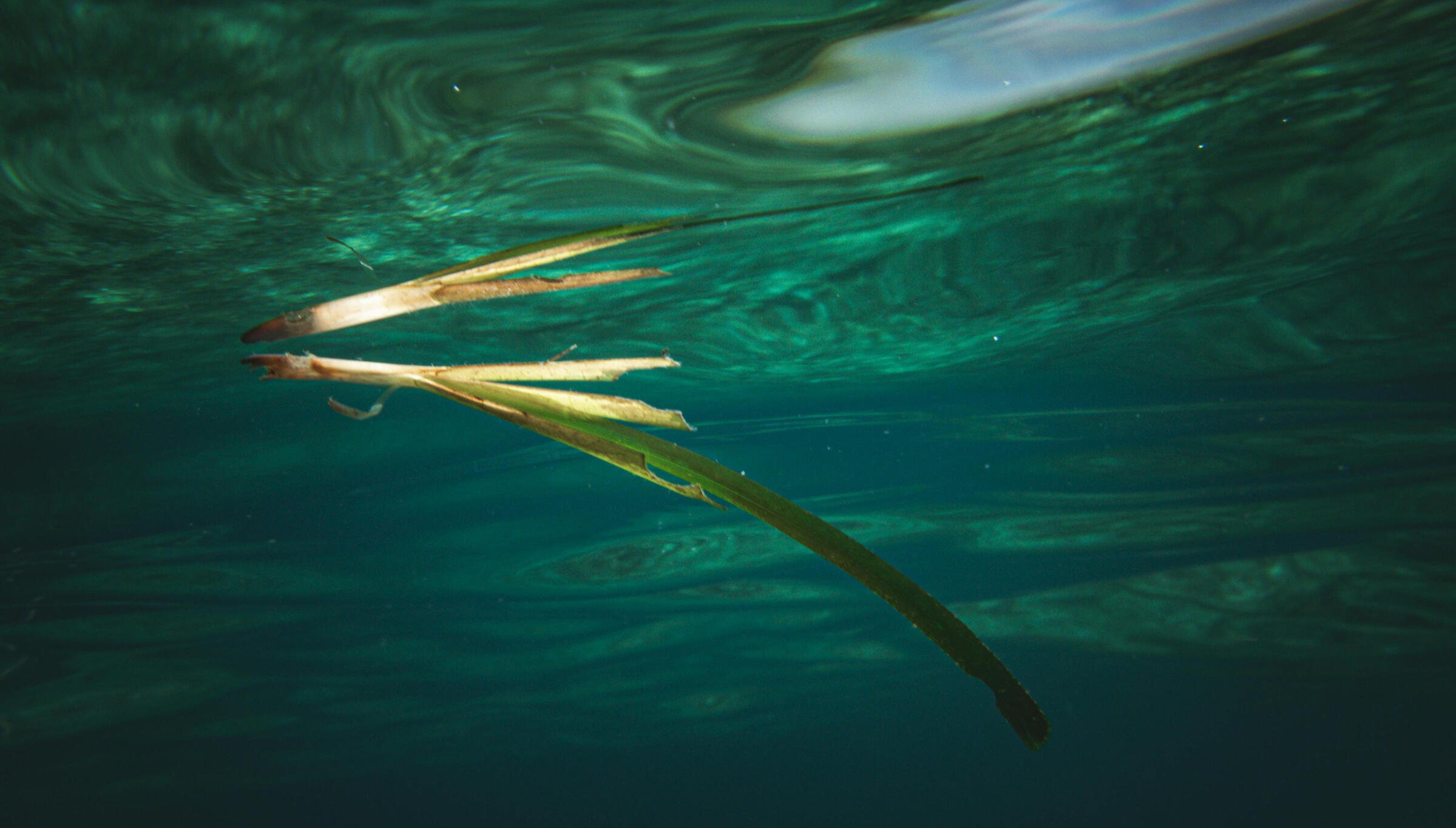 navegar cómodamente en un barco seguro y estable desde ibiza o formentera en un barco eco-friendly descubriendo las mejores playas y cuevas submarinas con muchas actividades incluidas que respetan la naturaleza y el comercio y cultura local.